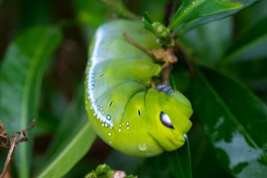 Caterpillar, yeşil solucan yakından yaprak yiyor. (Seçici odak)