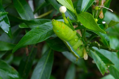 Caterpillar, yeşil solucan yakından yaprak yiyor. (Seçici odak)
