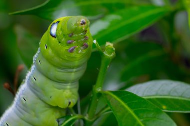 Caterpillar, yeşil solucan yakından yaprak yiyor. (Seçici odak)