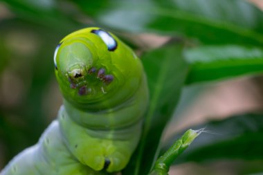 Caterpillar, yeşil solucan yakından yaprak yiyor. (Seçici odak)