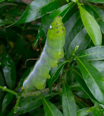 Caterpillar, yeşil solucan yakından yaprak yiyor. (Seçici odak)