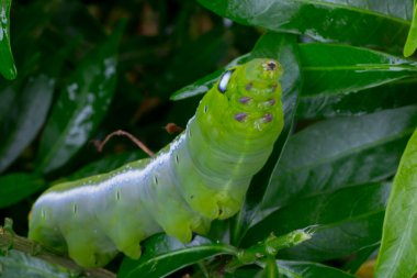 Caterpillar, yeşil solucan yakından yaprak yiyor. (Seçici odak)