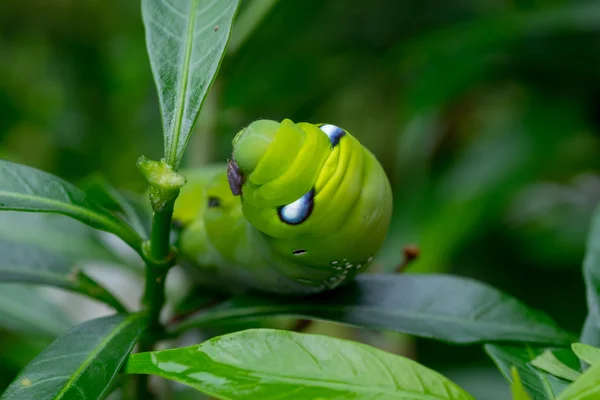 Közelkép Caterpillar, zöld féreg eszik levél . — Stock Fotó