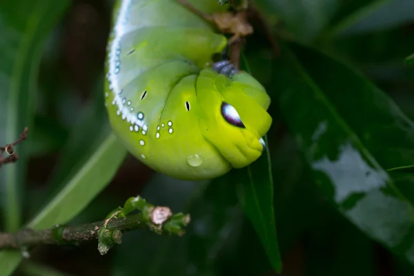 Raupe aus nächster Nähe, grüner Wurm frisst Blatt. (Selektiver Fokus) — Stockfoto