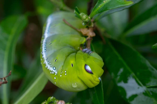 Közelről féreg Caterpillar, zöld leveles eszik. (Szelektív összpontosít) — Stock Fotó