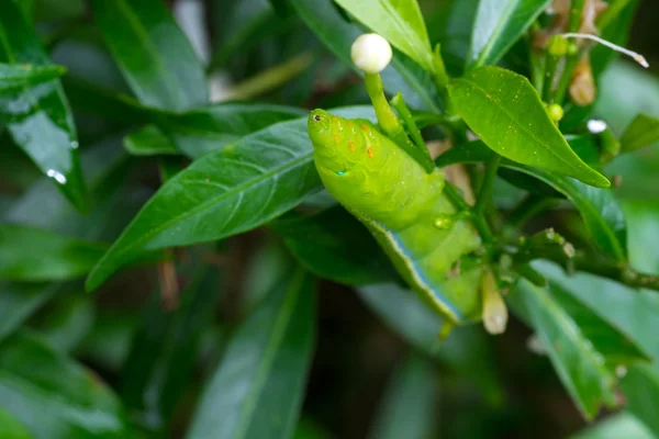 Közelről féreg Caterpillar, zöld leveles eszik. (Szelektív összpontosít) — Stock Fotó