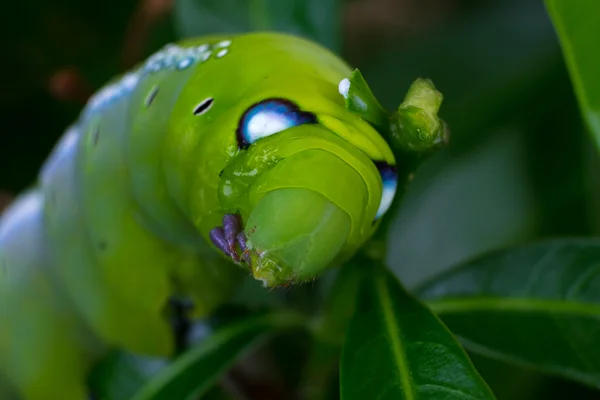 Közelről féreg Caterpillar, zöld leveles eszik. (Szelektív összpontosít) — Stock Fotó