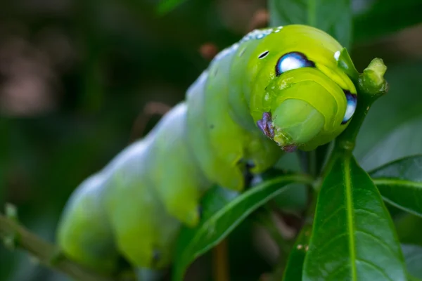 Εσωτερικη κάμπια, πράσινο σκουλήκι τρώει φύλλα. (Επιλεκτική εστίαση) — Φωτογραφία Αρχείου