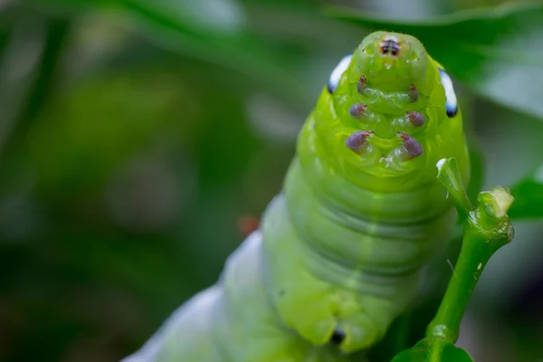 关闭了毛毛虫，绿色蠕虫正在吃叶子。（选择性焦点) — 图库照片