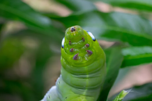De cerca Caterpillar, gusano verde está comiendo hoja. (enfoque selectivo ) —  Fotos de Stock