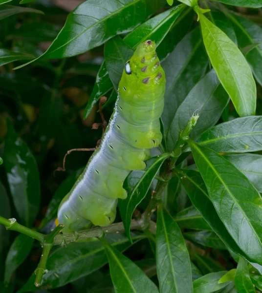 Közelről féreg Caterpillar, zöld leveles eszik. (Szelektív összpontosít) — Stock Fotó