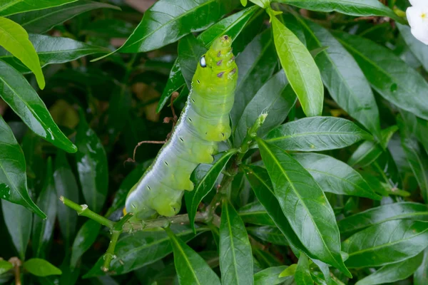 Close up Caterpillar, green worm is eating leaf .(Selective focus) — Stock Photo, Image