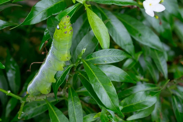 Közelről féreg Caterpillar, zöld leveles eszik. (Szelektív összpontosít) — Stock Fotó