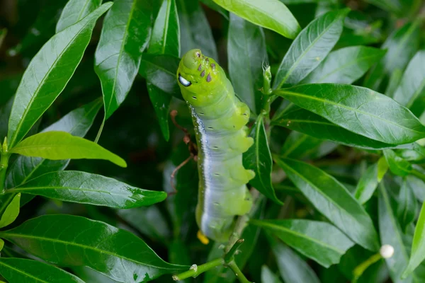 Közelről féreg Caterpillar, zöld leveles eszik. (Szelektív összpontosít) — Stock Fotó