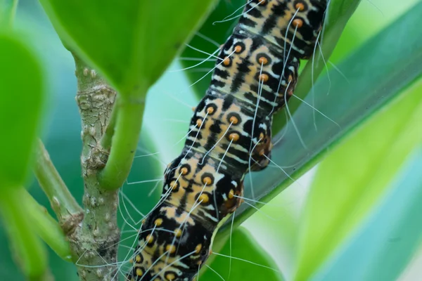 Közelről textúra Caterpillar, leveles eszik. (Szelektív összpontosít) — Stock Fotó
