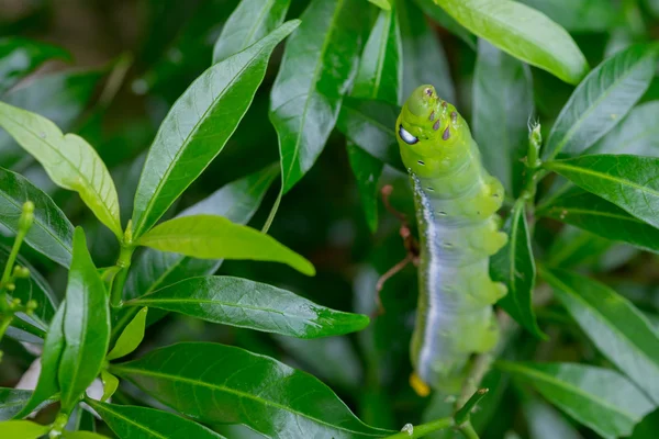 Közelről féreg Caterpillar, zöld leveles eszik. (Szelektív összpontosít) — Stock Fotó