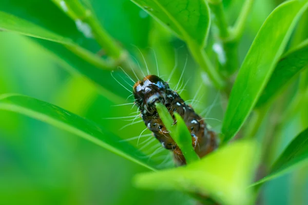 Caterpillar féreg közelről leveles eszik. (Szelektív összpontosít) — Stock Fotó