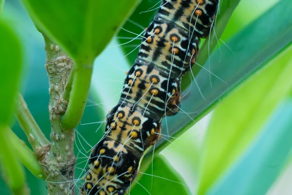 Close up texture Caterpillar,   eating leaf .(Selective focus) — Stock Photo, Image