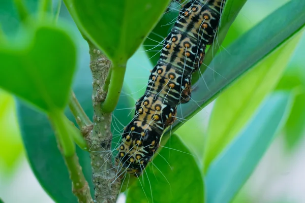 Close up texture Caterpillar,   eating leaf .(Selective focus) — Stock Photo, Image