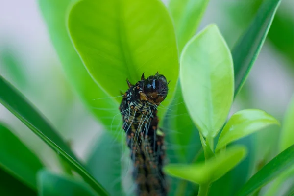 Caterpillar féreg közelről leveles eszik. (Szelektív összpontosít) — Stock Fotó