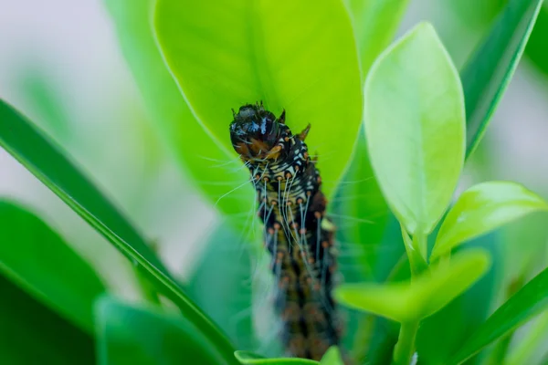 Caterpillar féreg közelről leveles eszik. (Szelektív összpontosít) — Stock Fotó