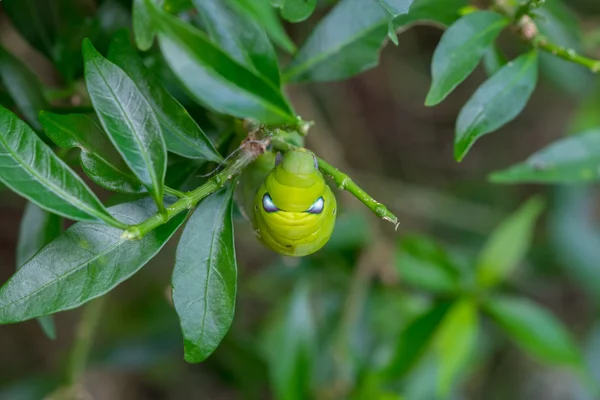 De cerca Caterpillar, gusano verde está comiendo hoja. (Foco selectivo —  Fotos de Stock