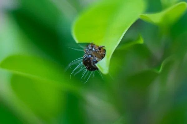 Caterpillar féreg közelről leveles eszik. (Szelektív összpontosít) — Stock Fotó