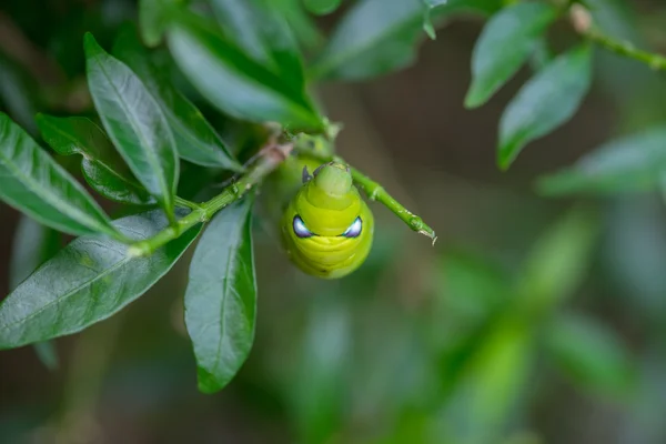 De cerca Caterpillar, gusano verde está comiendo hoja. (Foco selectivo —  Fotos de Stock