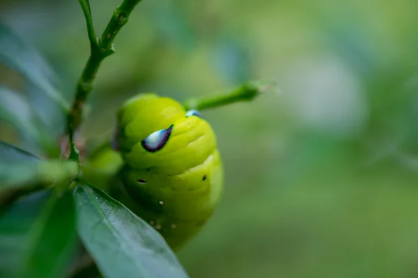 Közelről féreg Caterpillar, zöld leveles eszik. (Szelektív e — Stock Fotó