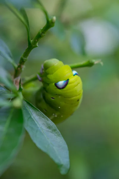 Feche Caterpillar, verme verde está comendo folha. (Foco selectivo — Fotografia de Stock