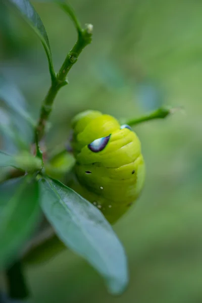 Közelről féreg Caterpillar, zöld leveles eszik. (Szelektív e — Stock Fotó