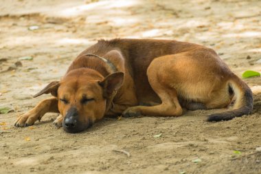 Asya, Tayland köpek uyku.