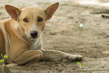 Tayland köpek bir umut arıyorsunuz