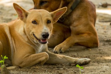 Tayland köpek bir umut arıyorsunuz
