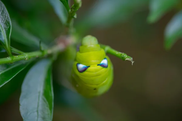 Feche Caterpillar, verme verde está comendo folha. (Foco selectivo — Fotografia de Stock
