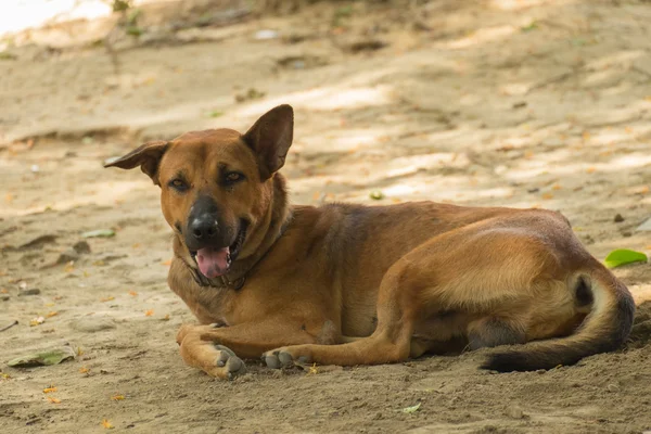 Thailand hund söker en hopp — Stockfoto