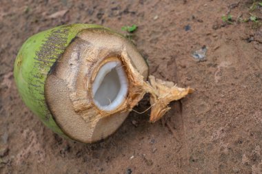 Hindistan cevizi içinde Tayland. zemin katta-(seçici odak)