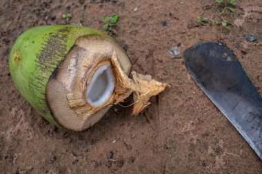 Hindistan cevizi içinde Tayland. zemin katta-(seçici odak)