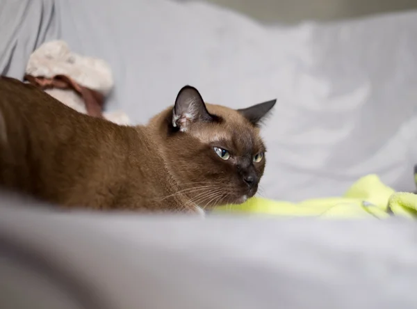 Asya, Tayland kedi - (seçici odak)