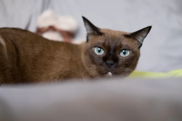 Asya, Tayland kedi - (seçici odak)