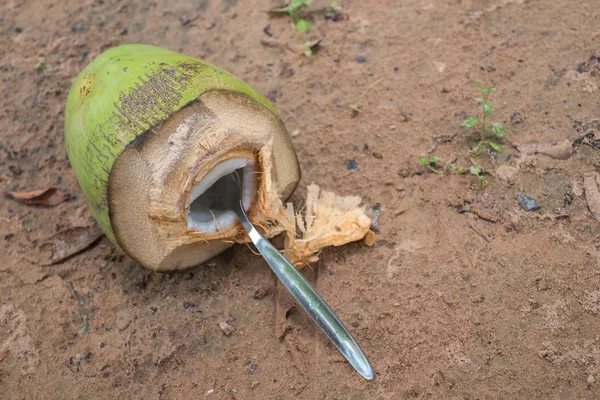 Hindistan cevizi içinde Tayland. zemin katta-(seçici odak)