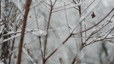 Grubunu orman Panoraması