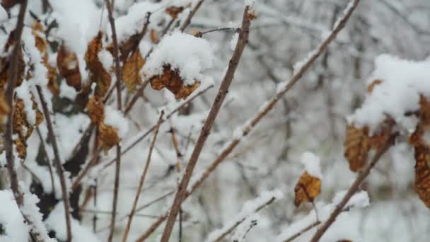 Hojas y ramas cubiertas de nieve — Vídeo de stock