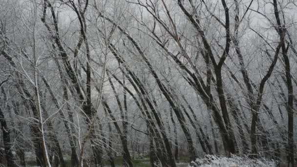 Panorama del bosque nevado — Vídeos de Stock