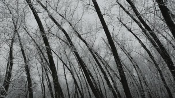 雪の森のパノラマ — ストック動画