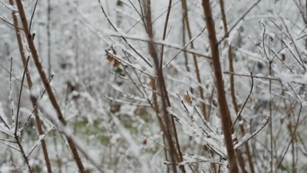 Panorama des schneebedeckten Waldes — Stockvideo