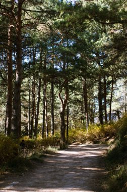 Parkta güzel patika 