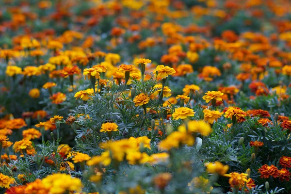 Красивые цветы на поляне — стоковое фото