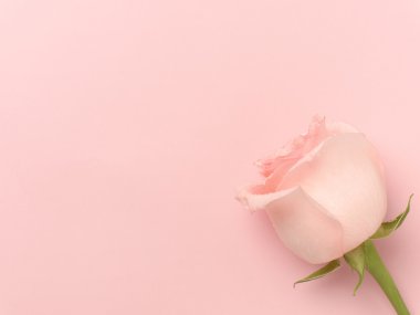 Güzel gül pembe bir arka plan üzerinde.