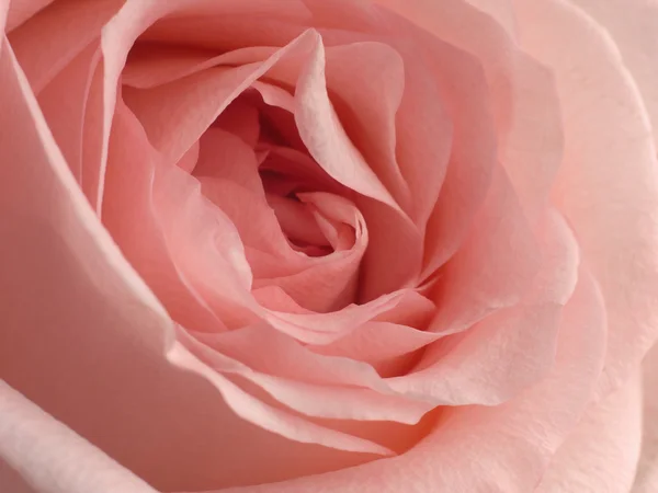 A beautiful rose soft colors. Stock Photo